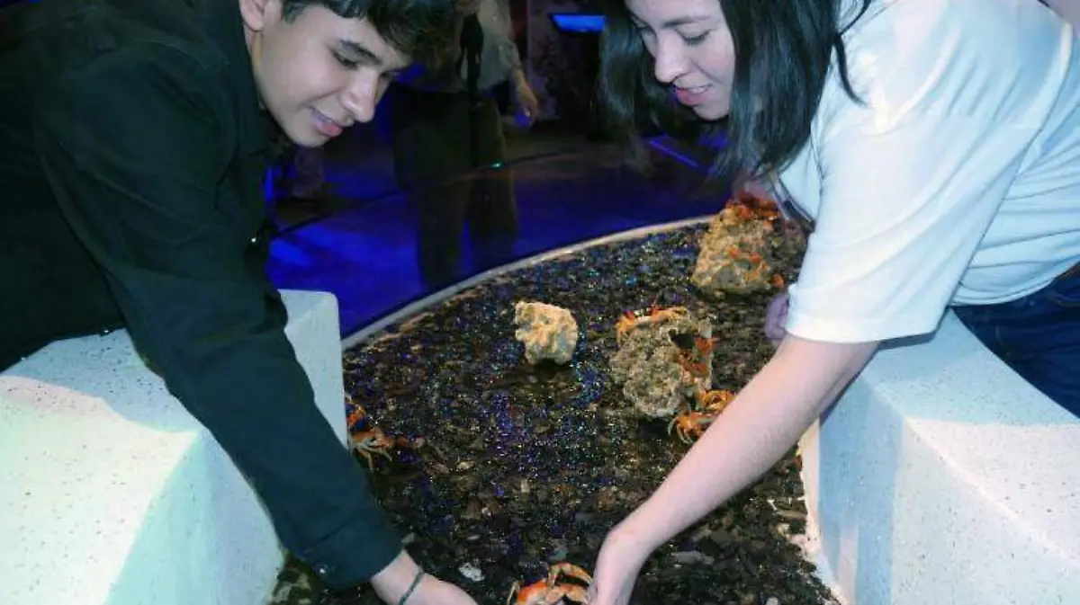 acuario inbursa TWITTER (1)